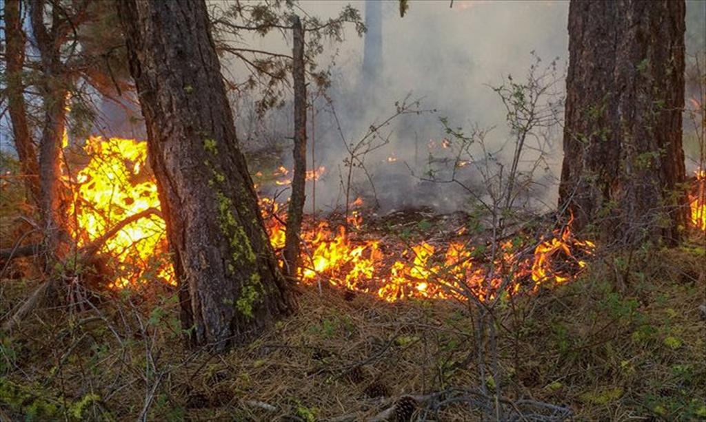 BSEC Member States Battling Wildfires!