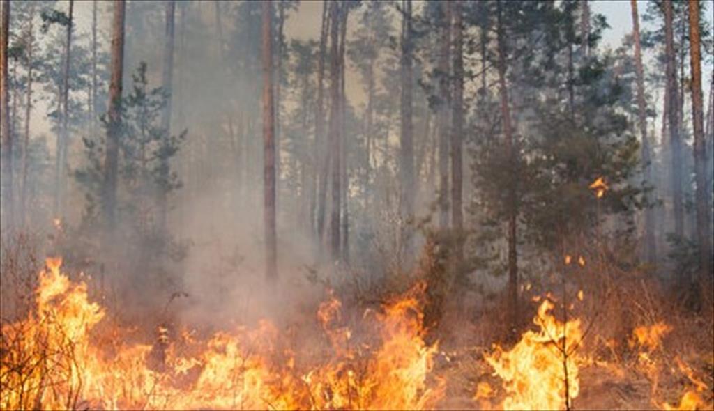 Wildfires in Greece and Türkiye